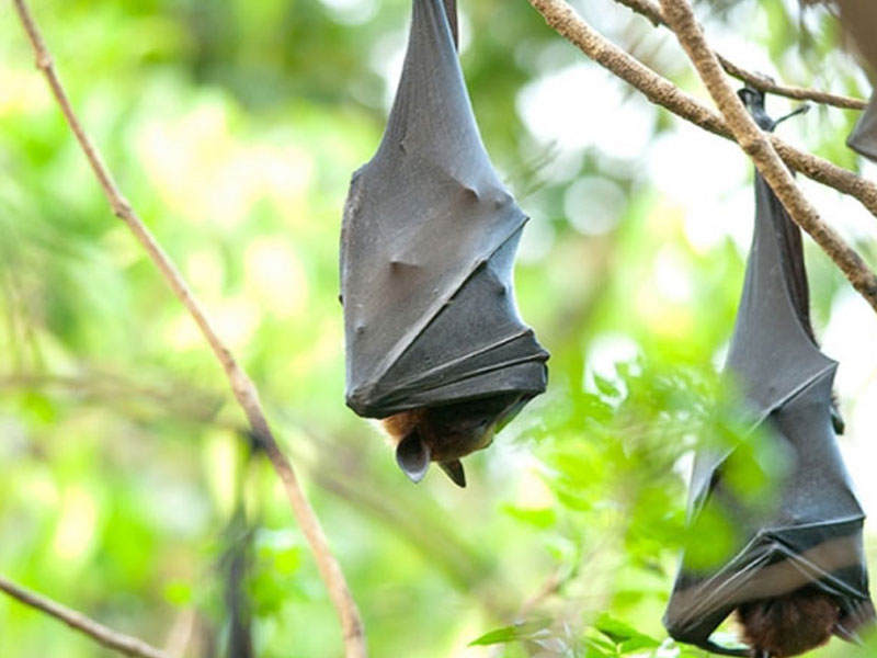 Mauritius south east coast Wild life watching Fruits bats